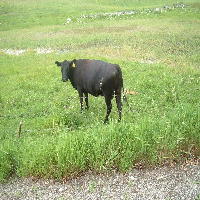 Going to Bud Hillstad's
July 6, 2006